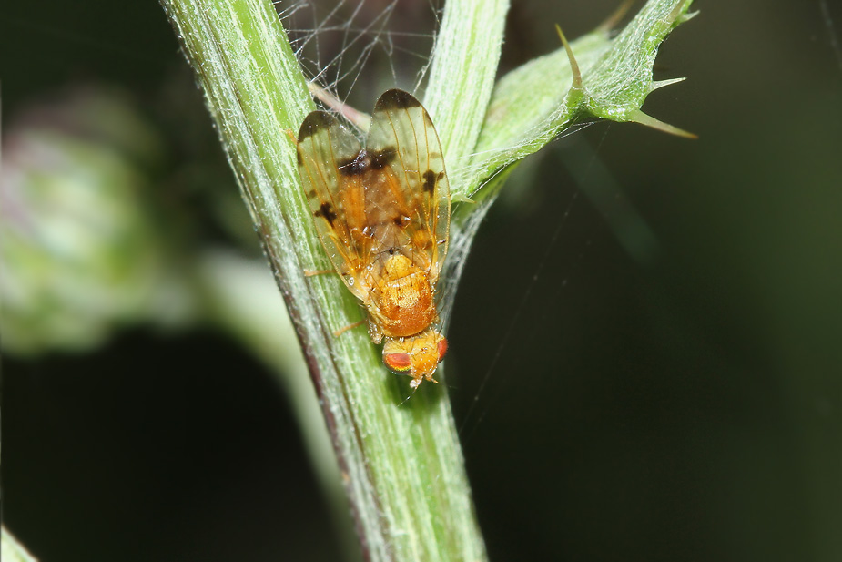 Xyphosia miliaria_1773