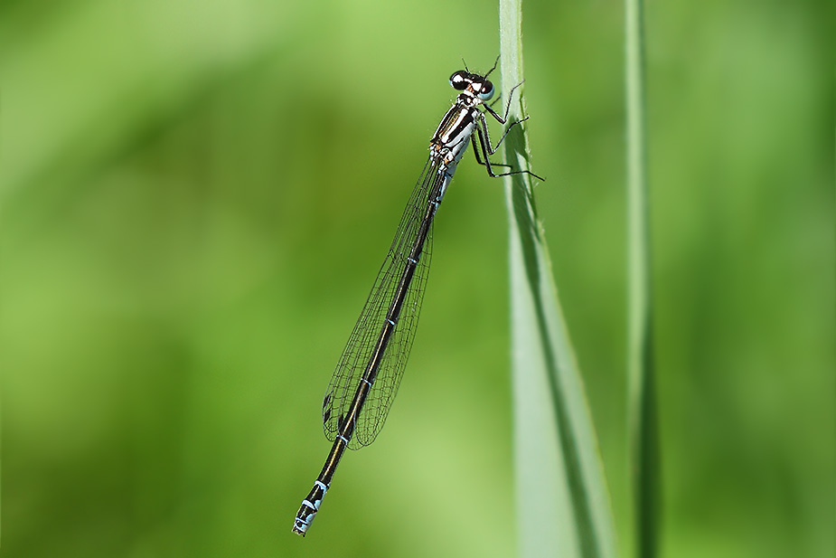 Coenagrion pulchellum_0444
