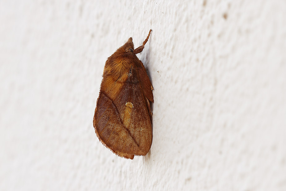 Euthrix potatoria_2519