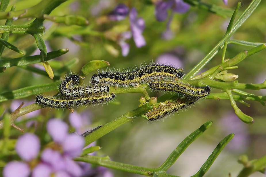 Pieris brassicae_0289