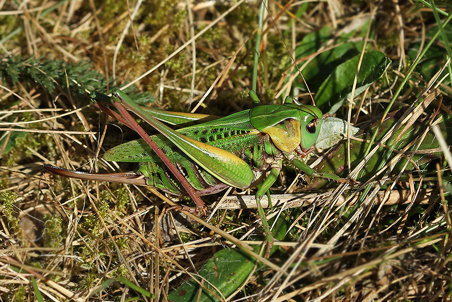 Decticus verrucivorus_5400