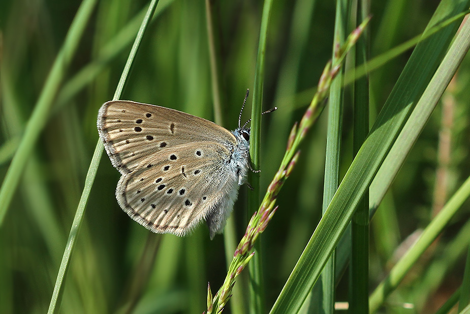 Maculinea alcon_6000