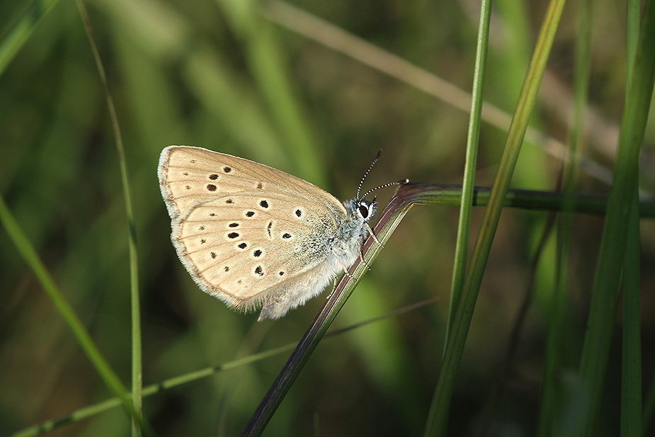 Maculinea alcon_6410