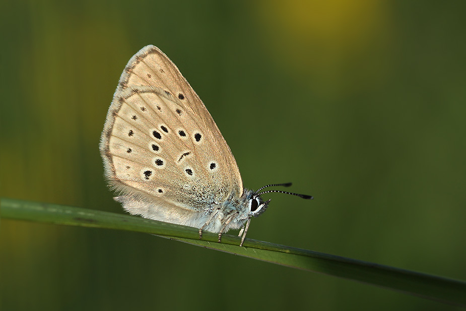 Maculinea alcon_6452