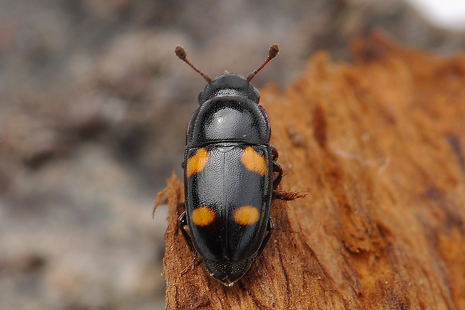 Glischrochilus hortensis_0033