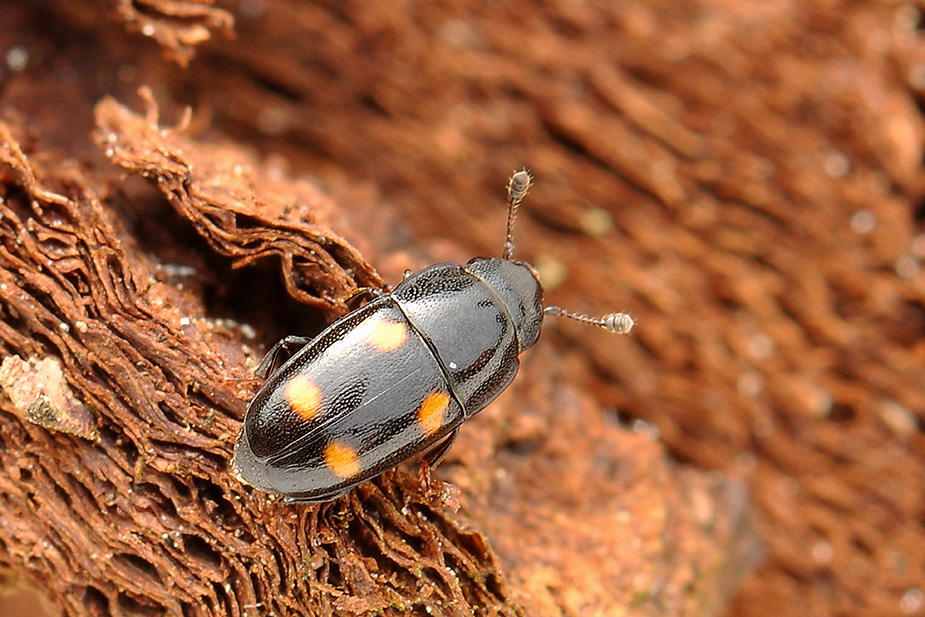 Glischrochilus hortensis_0054