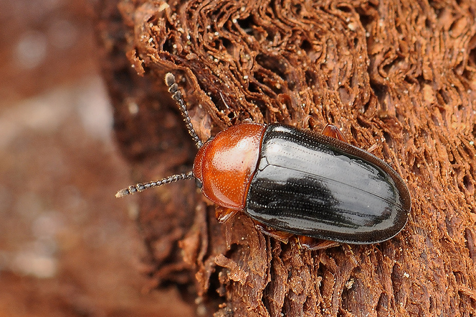 Triplax russica_0074