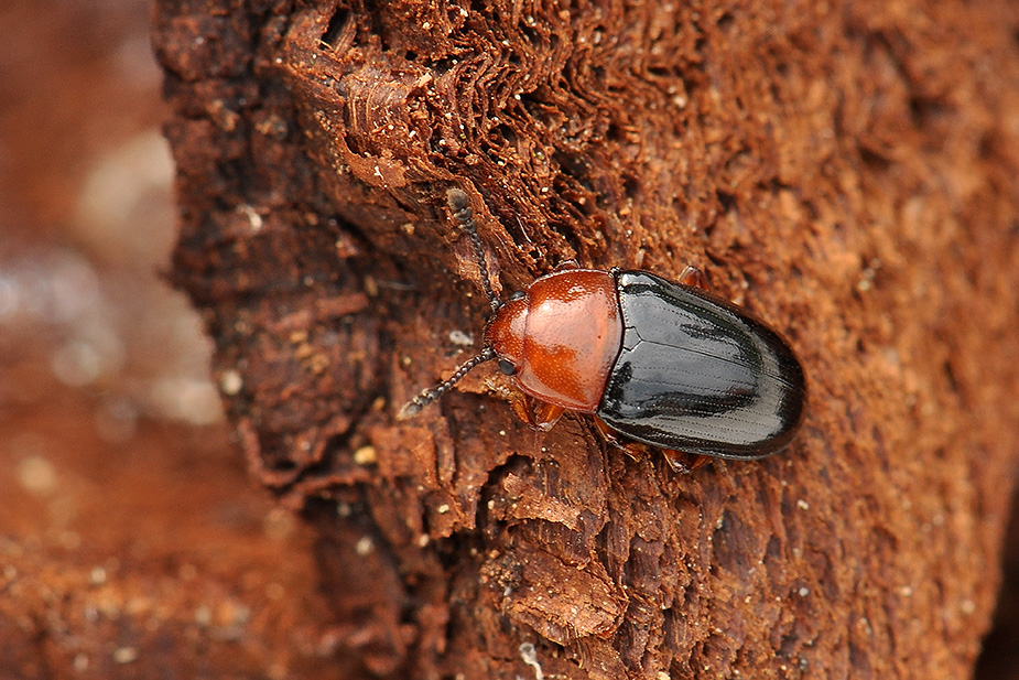 Triplax russica_0080