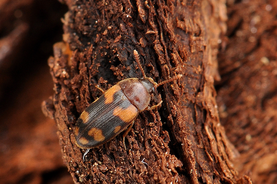 Mycetophagus piceus_0103