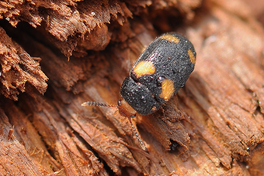 Mycetophagus quadripustulatus_0120