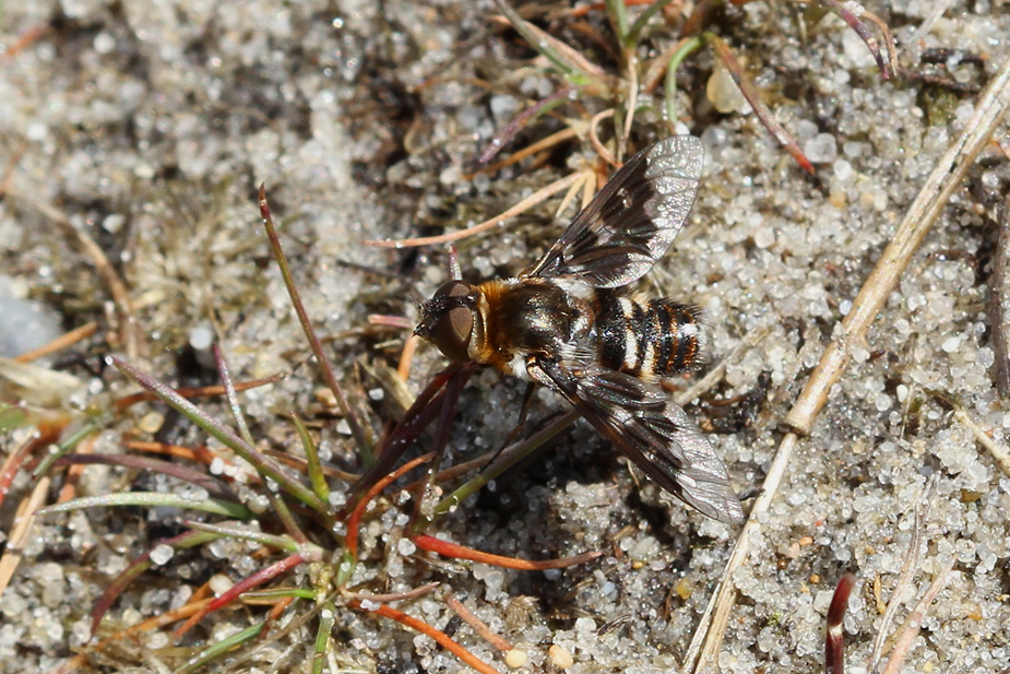 Thyridanthrax fenestratus_5893