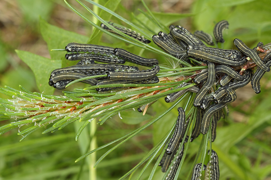 Neodiprion sertifer_8510