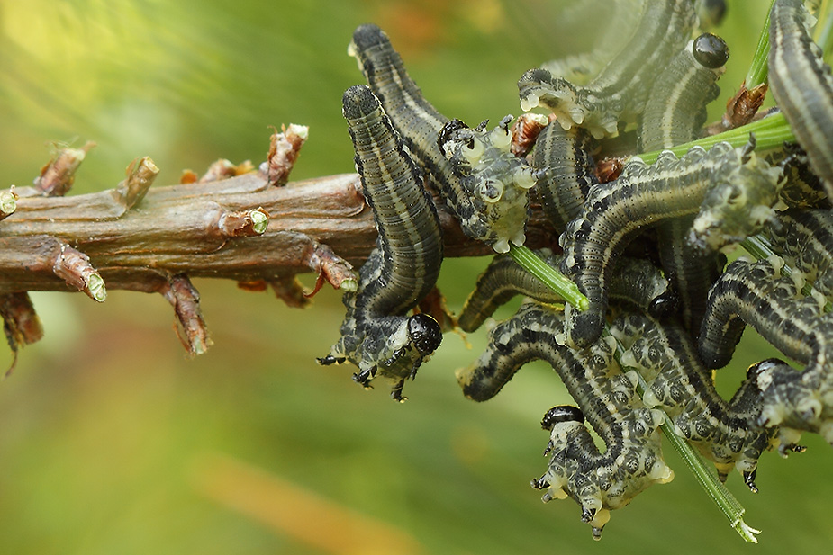 Neodiprion sertifer_8513