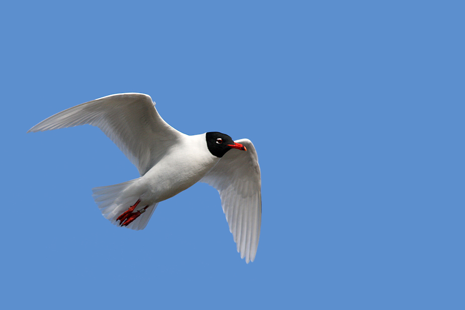 Fugl-Larus melanocephalus