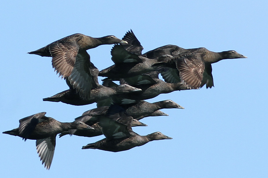 Fugl-Somateria mollissima_0345