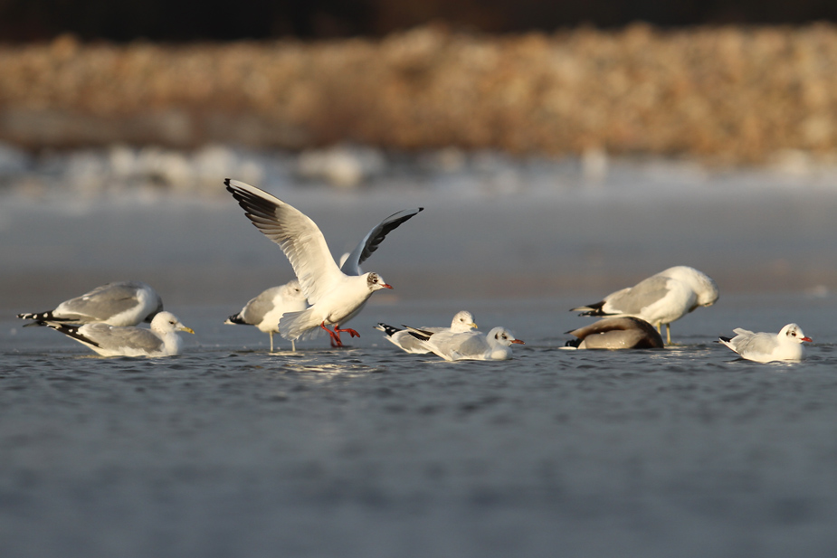 Fugl-Chroicocephalus ridibundus_0440