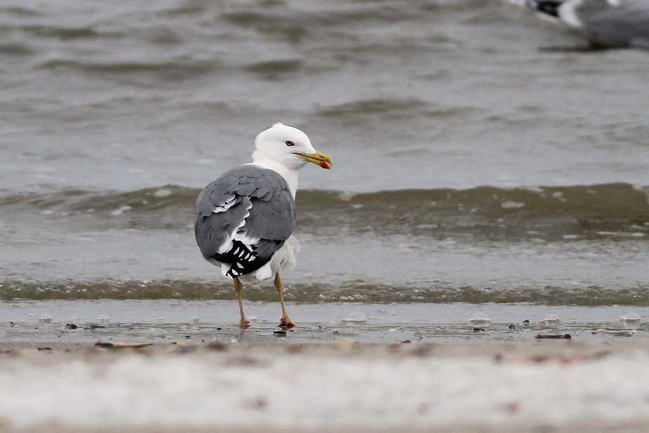 Fugl-Larus michahellis_0830