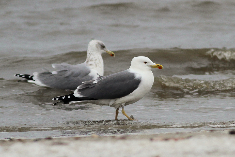 Fugl-Larus michahellis_0831
