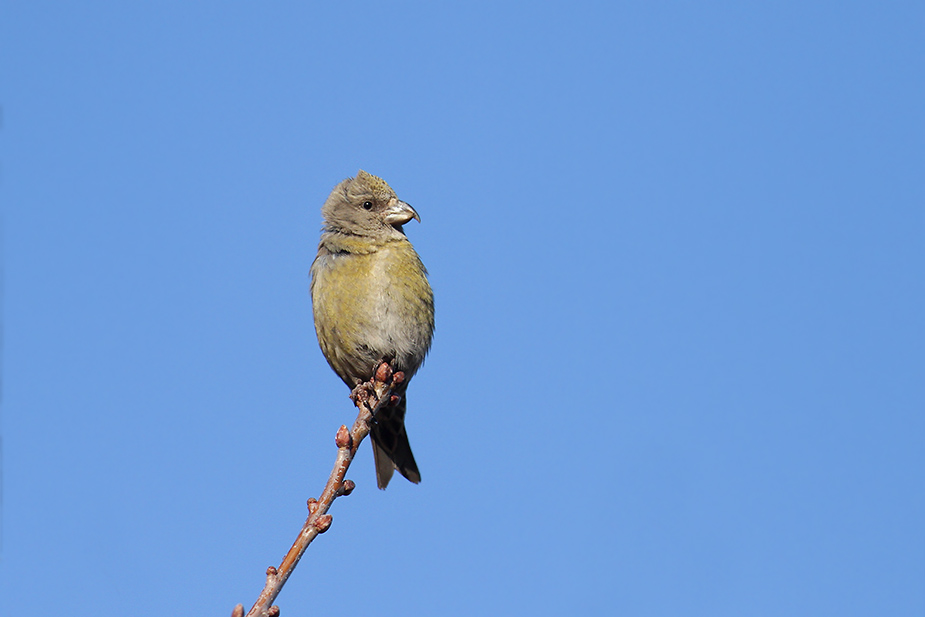 Fugl-Loxia curvirostra_1743