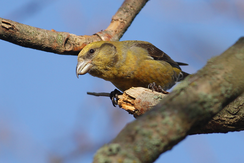 Fugl-Loxia curvirostra_1822