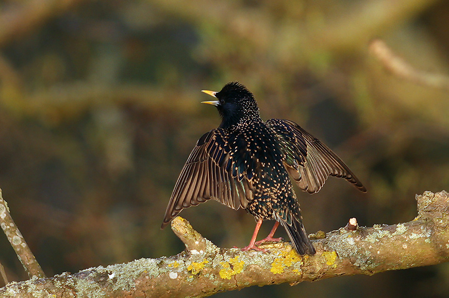 Fugl-Sturnus vulgaris_2508