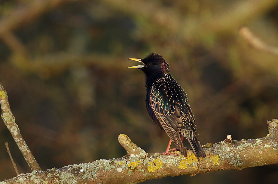 Fugl-Sturnus vulgaris_2513