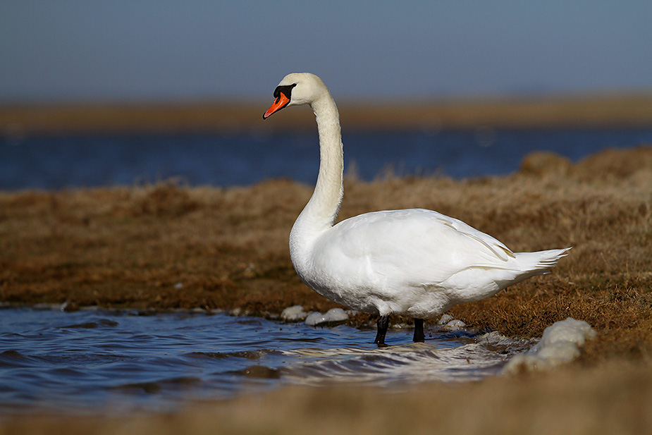 Fugl-Cygnus olor_2625