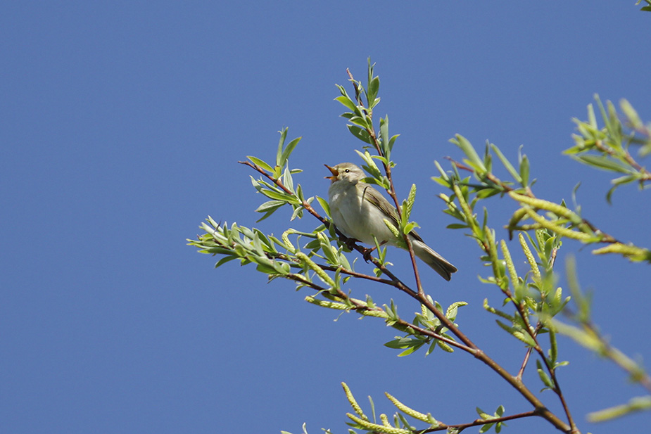 Fugl-Phylloscopus trochilus_2662