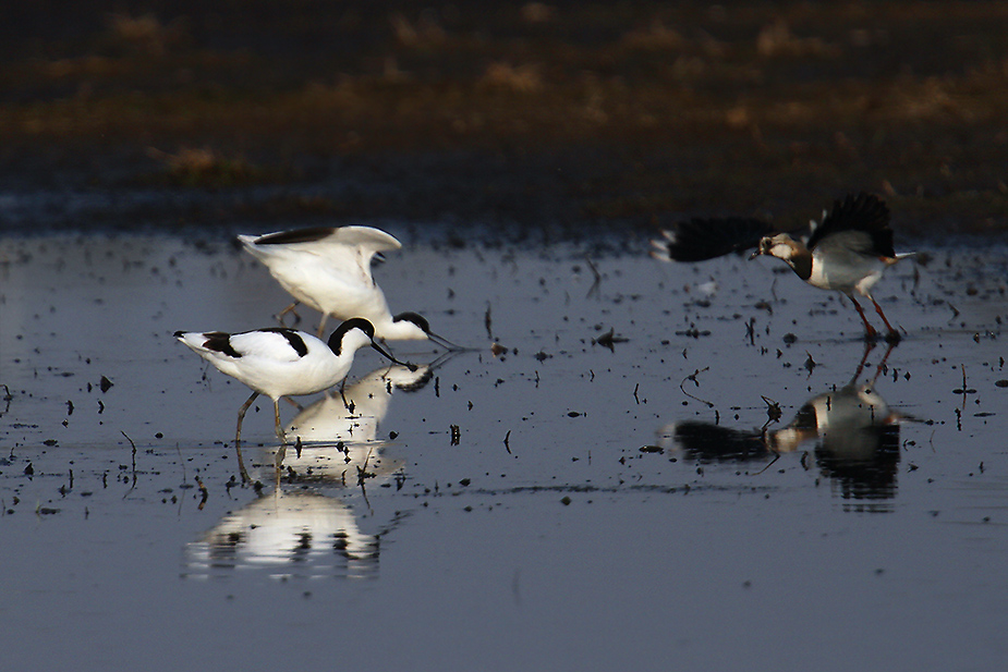 Fugl-Recurvirostra avosetta_2822