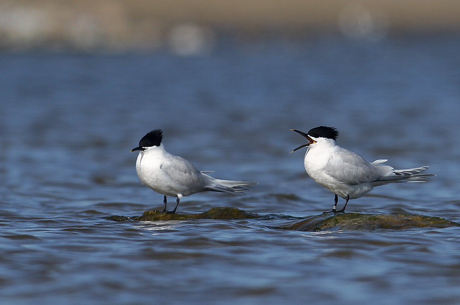 Fugl-Sterna sandvicensis_2822
