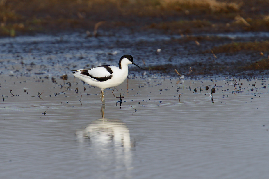Fugl-Recurvirostra avosetta_2838