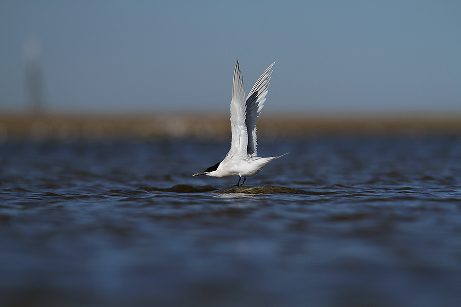 Fugl-Sterna sandvicensis_2923