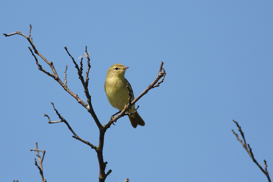 Fugl-Phylloscopus trochilus_3583