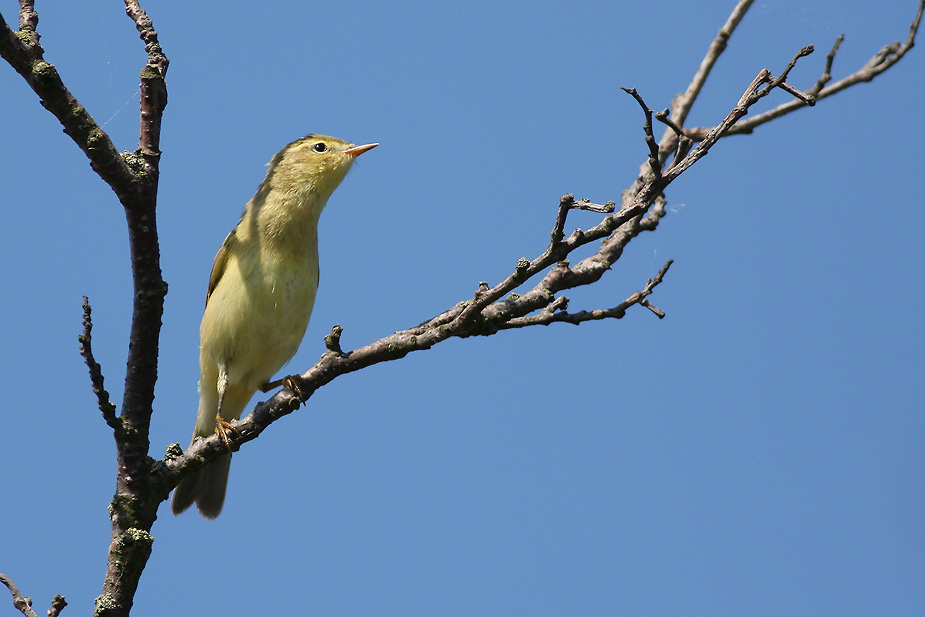 Fugl-Phylloscopus trochilus_3589