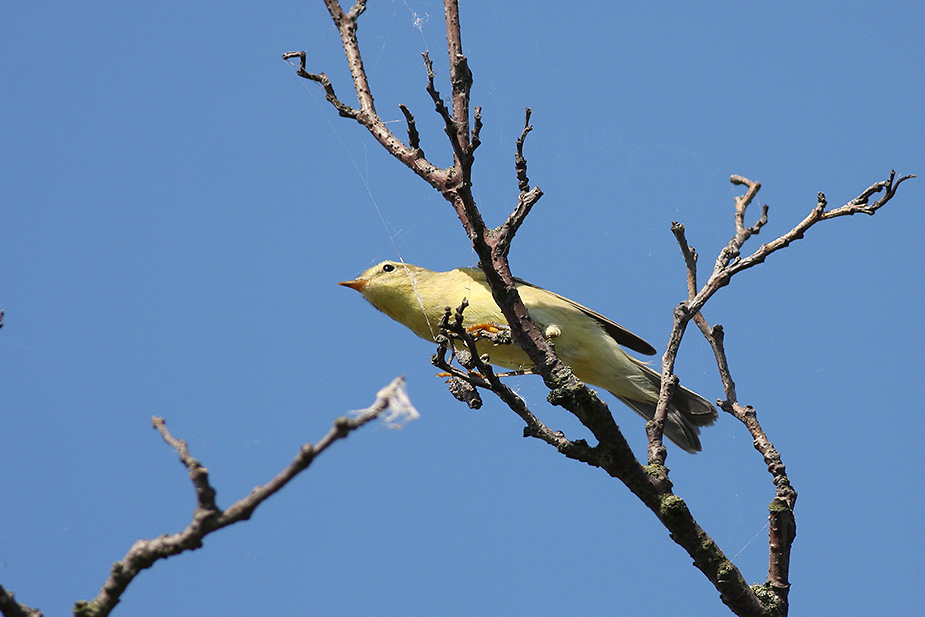 Fugl-Phylloscopus trochilus_3594