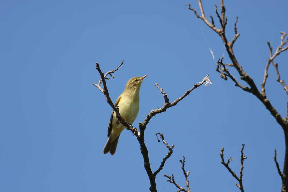 Fugl-Phylloscopus trochilus_3598