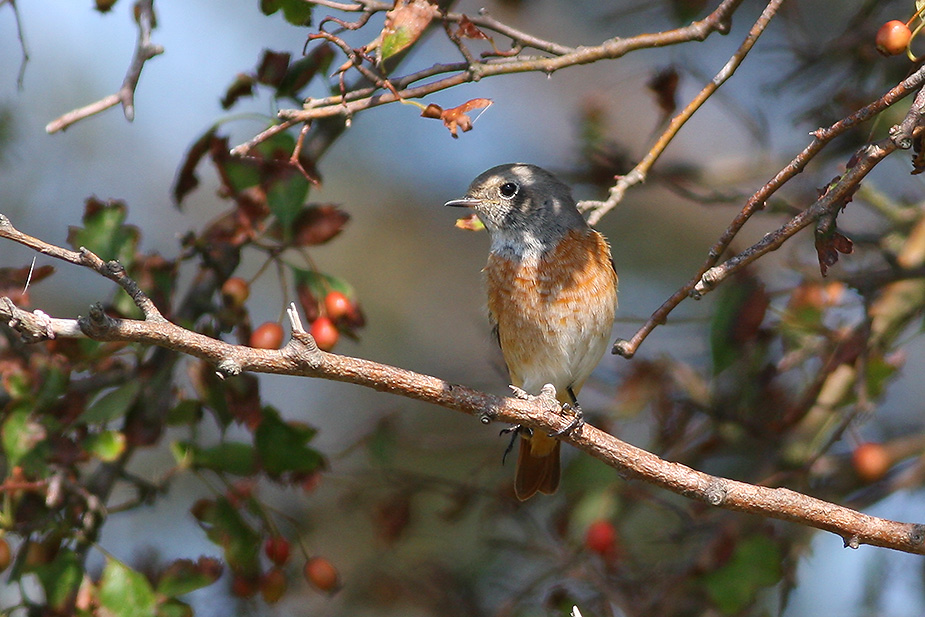 Fugl-Phoenicurus phoenicurus_3708