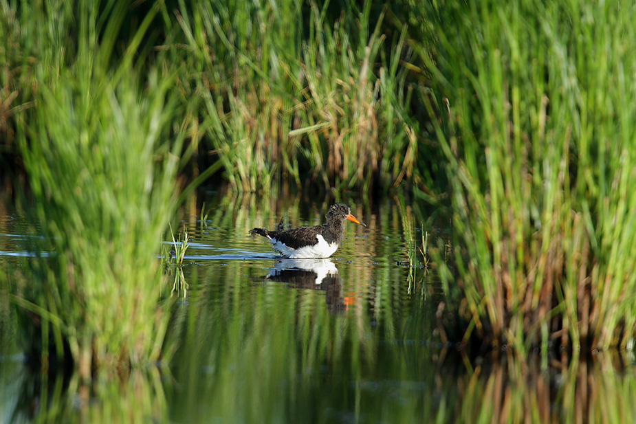 Fugl-Haematopus ostralegus_4250