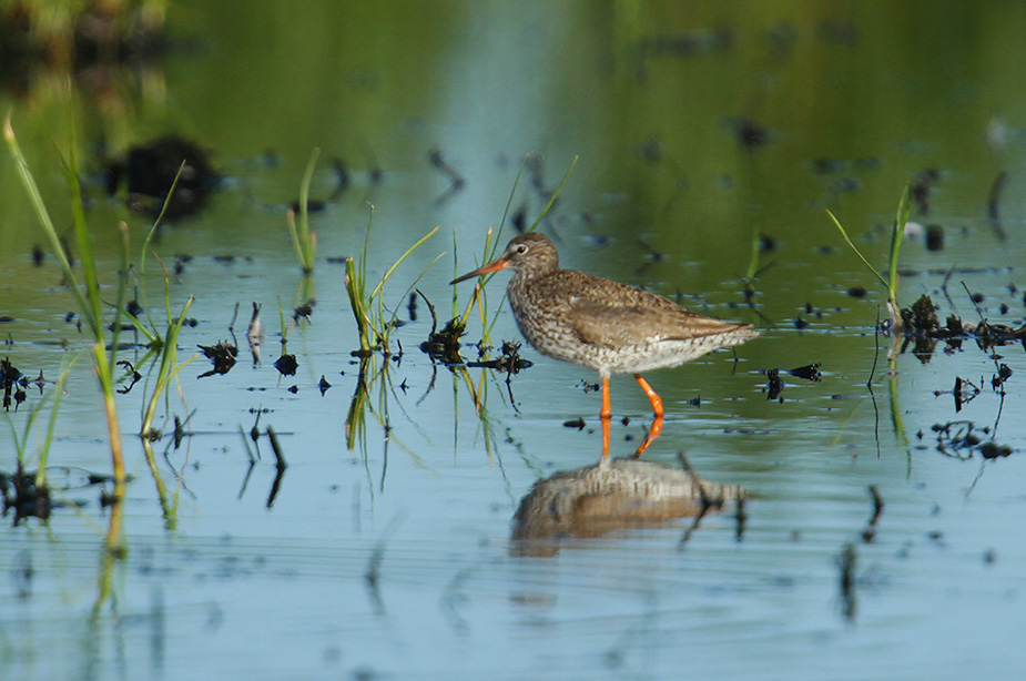 Fugl-Tringa totanus_4278
