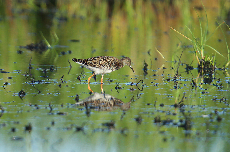 Fugl-Philomachus pugnax_4282