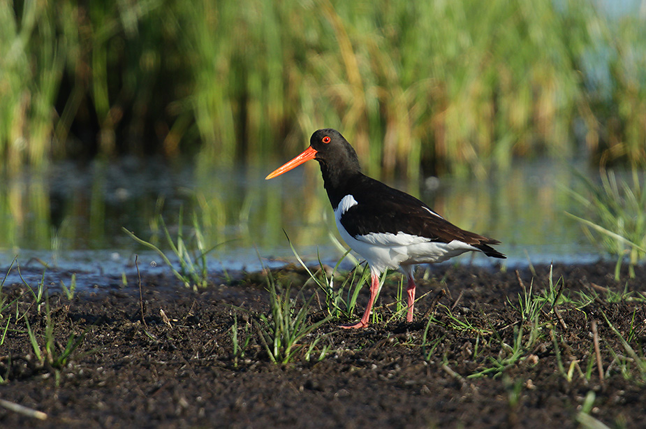 Fugl-Haematopus ostralegus_4315