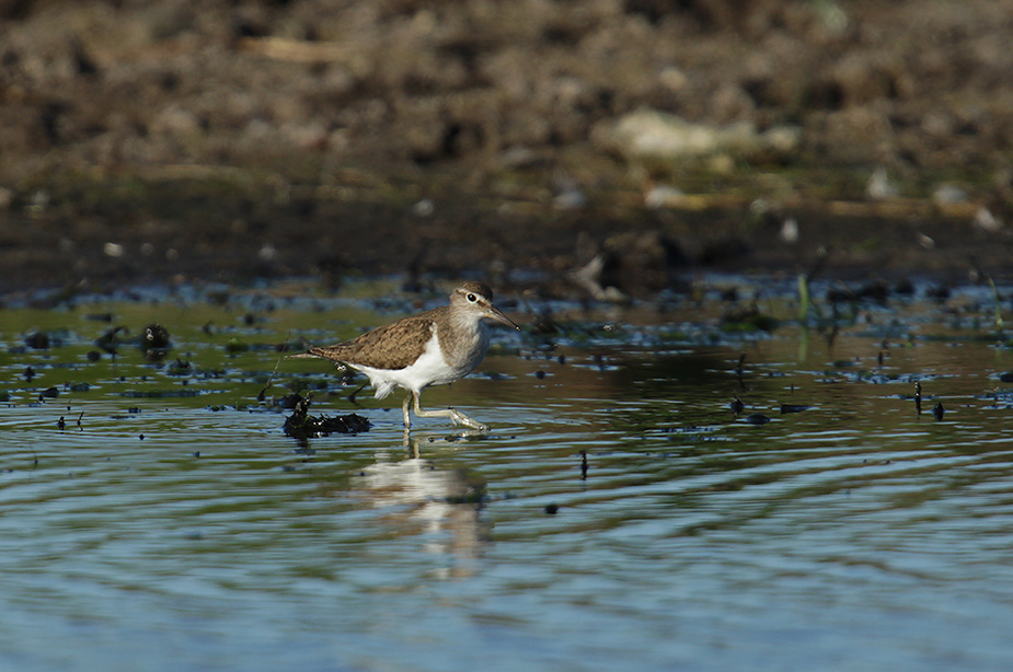 Fugl-Actitis hypoleucos_4388