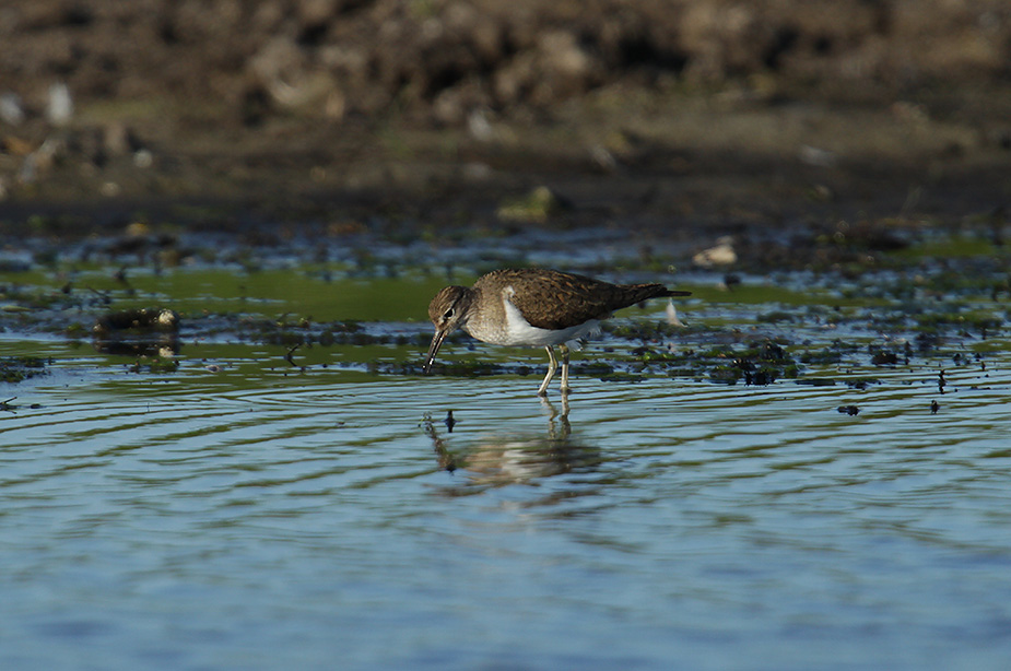 Fugl-Actitis hypoleucos_4393