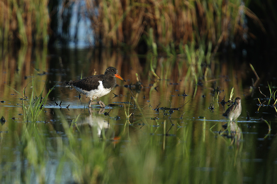 Fugl-Haematopus ostralegus_4466