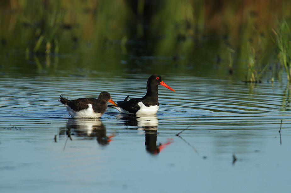 Fugl-Haematopus ostralegus_4595