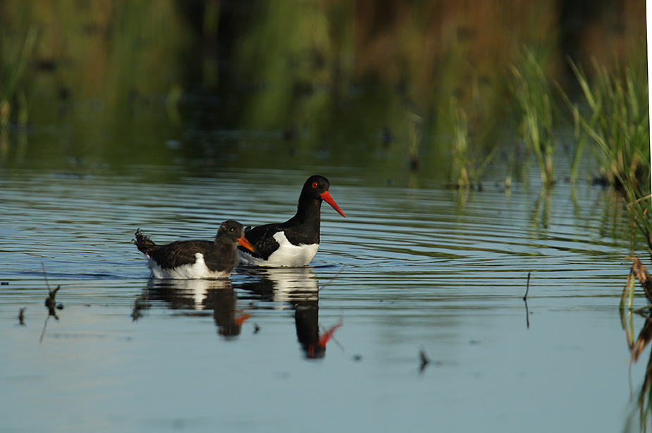 Fugl-Haematopus ostralegus_4598