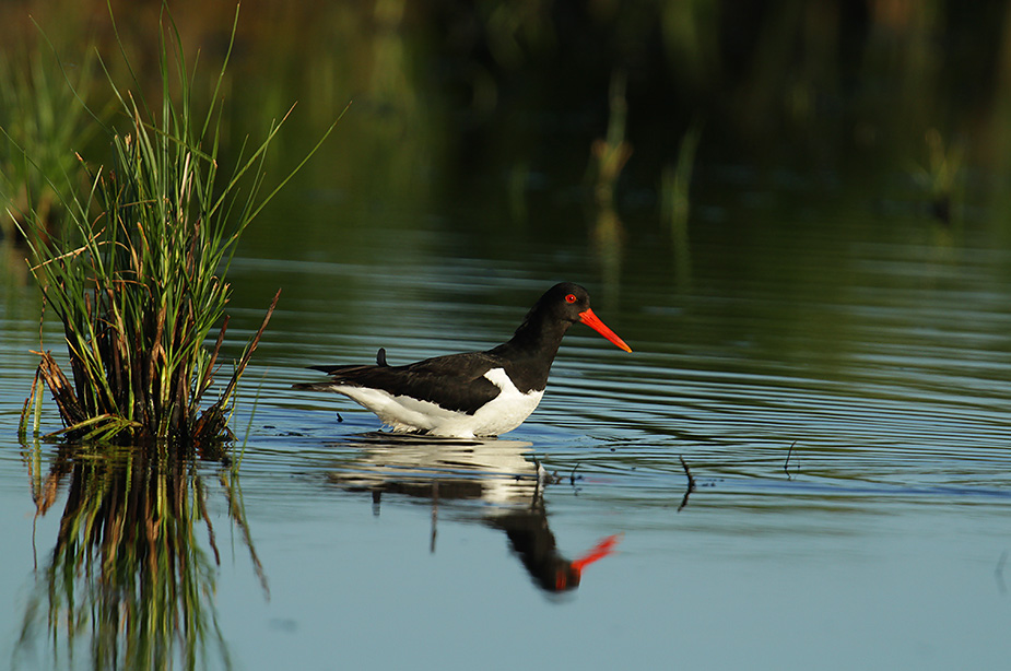 Fugl-Haematopus ostralegus_4602