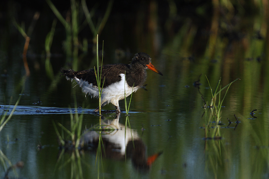 Fugl-Haematopus ostralegus_4604