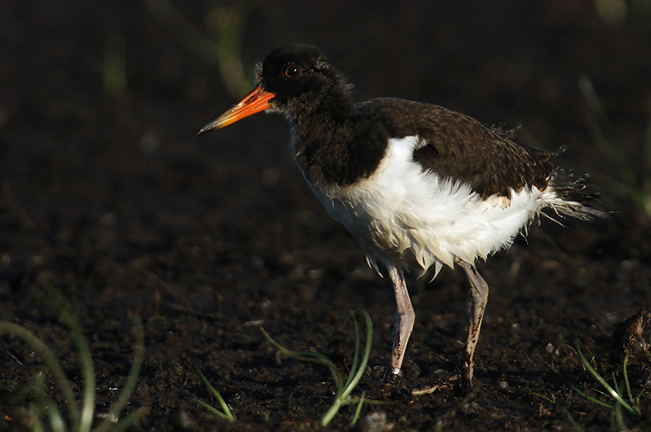 Fugl-Haematopus ostralegus_4609