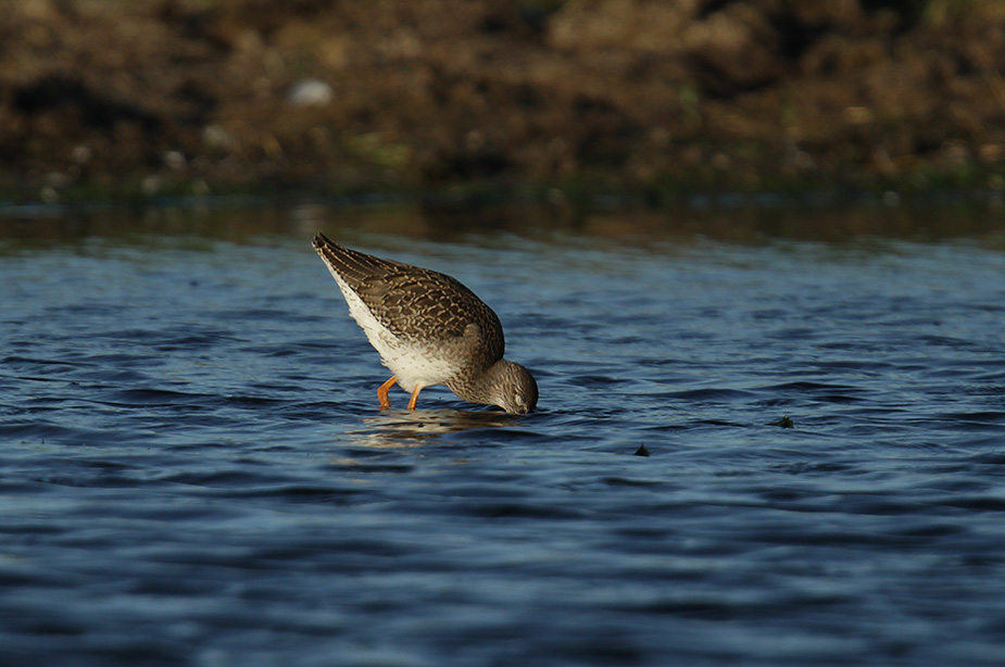 Fugl-Tringa totanus_4717